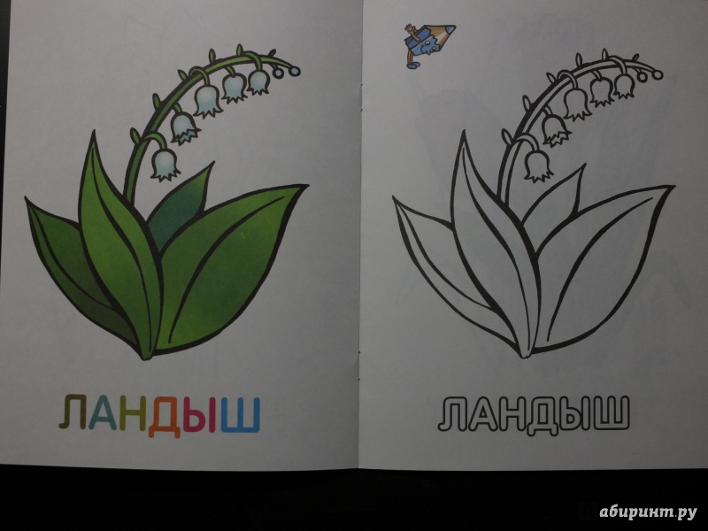 Иллюстрация 7 из 33 для Раскраска для малышей "Цветы" | Лабиринт - книги. Источник: АБ