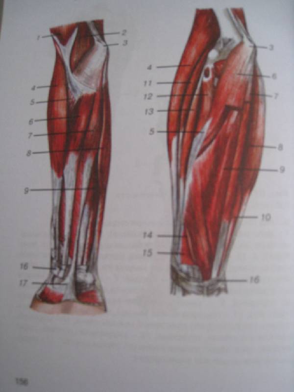 Иллюстрация 2 из 4 для Атлас анатомии человека - Галина Голубкова | Лабиринт - книги. Источник: Ирима