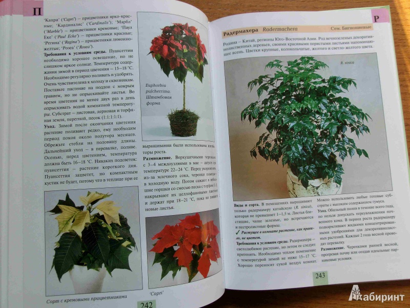 Иллюстрация 2 из 16 для Комнатные растения от А до Я - Валентин Воронцов | Лабиринт - книги. Источник: стрелка