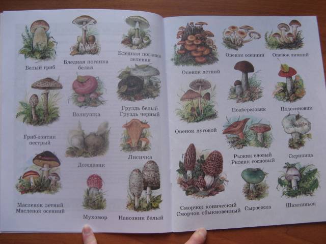 Иллюстрация 3 из 35 для Царство грибов: книга для чтения детям - Лидия Гарибова | Лабиринт - книги. Источник: varta