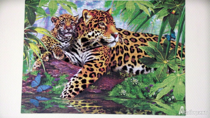 Иллюстрация 4 из 11 для Step Puzzle-1000 "Леопарды" Бархатная коллекция (79518) | Лабиринт - игрушки. Источник: Сплинтер  Ирина