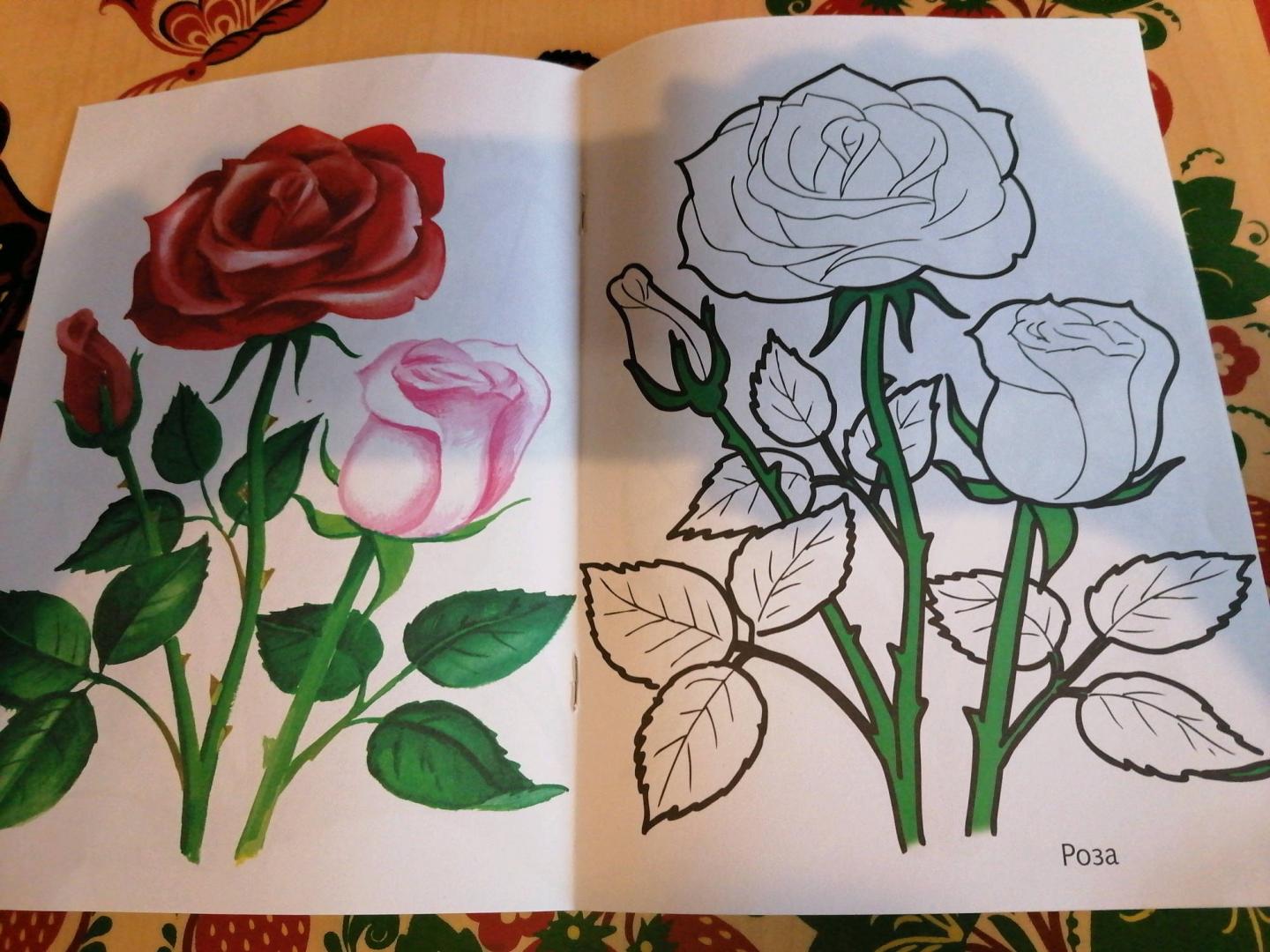 Иллюстрация 8 из 16 для Цветы садовые | Лабиринт - книги. Источник: Савушкина Ольга