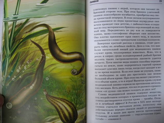 Иллюстрация 42 из 49 для Жизнь в пресной воде - Сергей Афонькин | Лабиринт - книги. Источник: svemikh