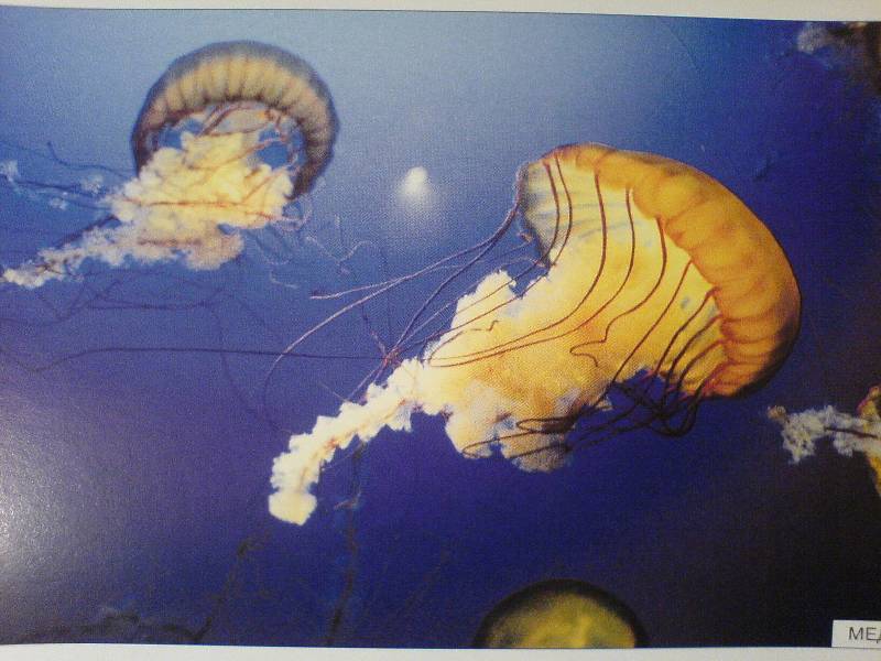 Иллюстрация 5 из 28 для Расскажите детям о морских обитателях: Наглядно-дидактическое пособие | Лабиринт - книги. Источник: Киви