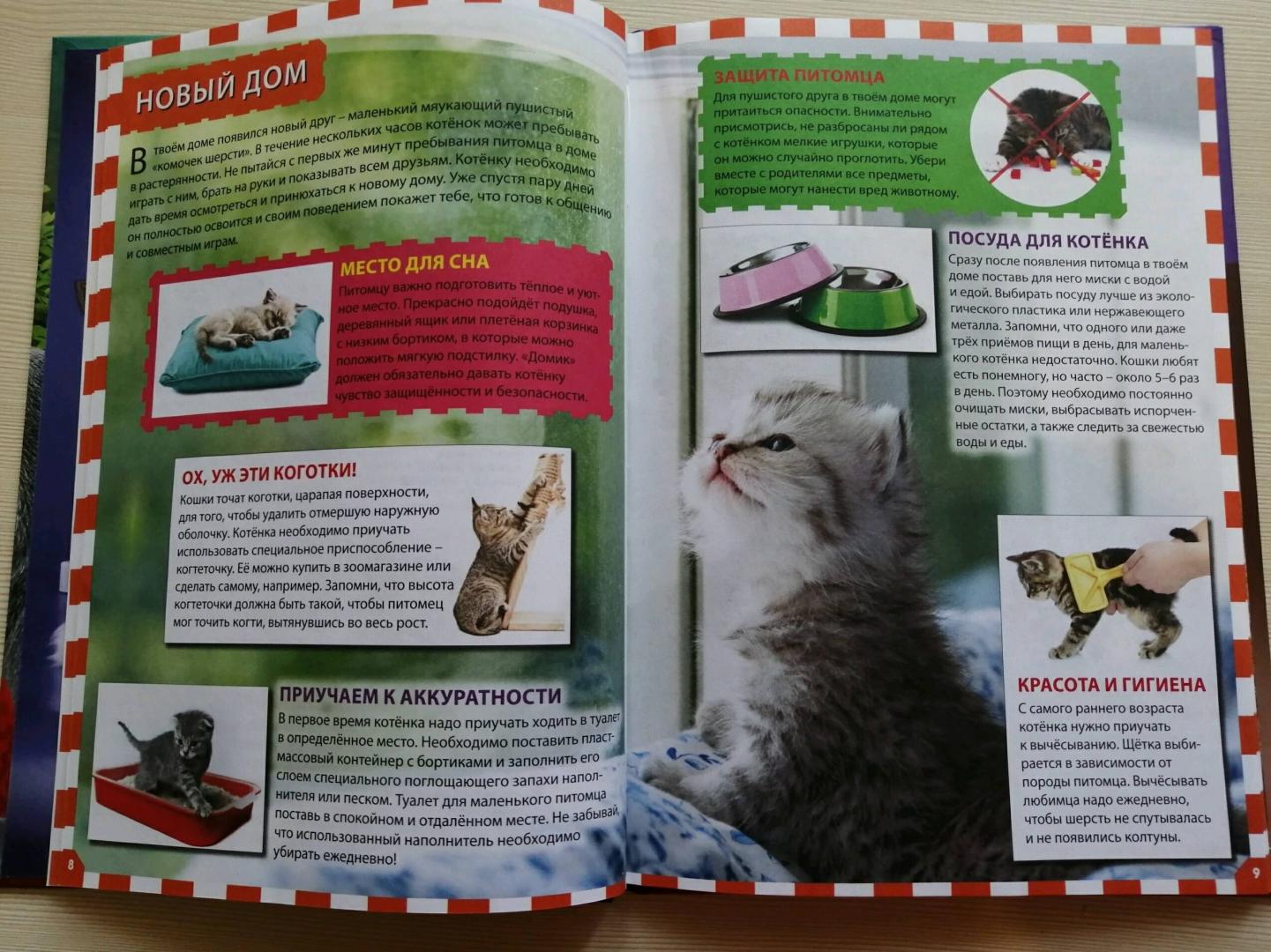 Иллюстрация 24 из 24 для Кошки и котята | Лабиринт - книги. Источник: Юлия Ашурок