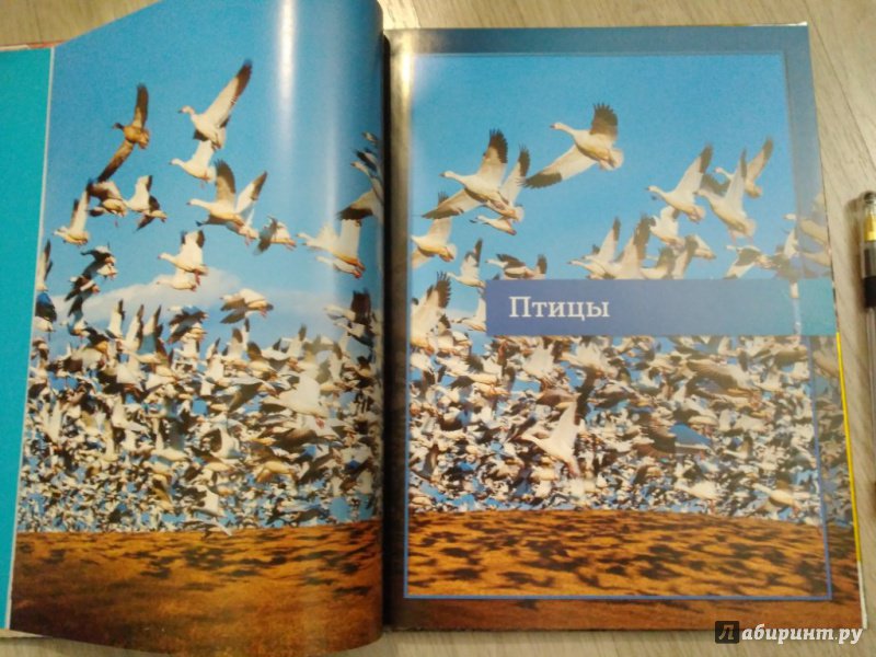 Иллюстрация 8 из 27 для Животные: птицы и звери | Лабиринт - книги. Источник: Тайна