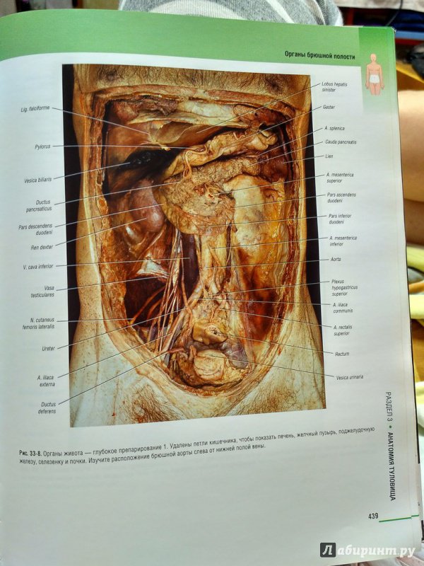 Иллюстрация 13 из 14 для Атлас клинической анатомии - Мозес, Бэнкс, Нава, Петерсен | Лабиринт - книги. Источник: Пилюк  Мария