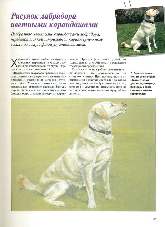 Иллюстрация 41 из 49 для Как научиться рисовать животных. Шаг за шагом | Лабиринт - книги. Источник: * Ольга *