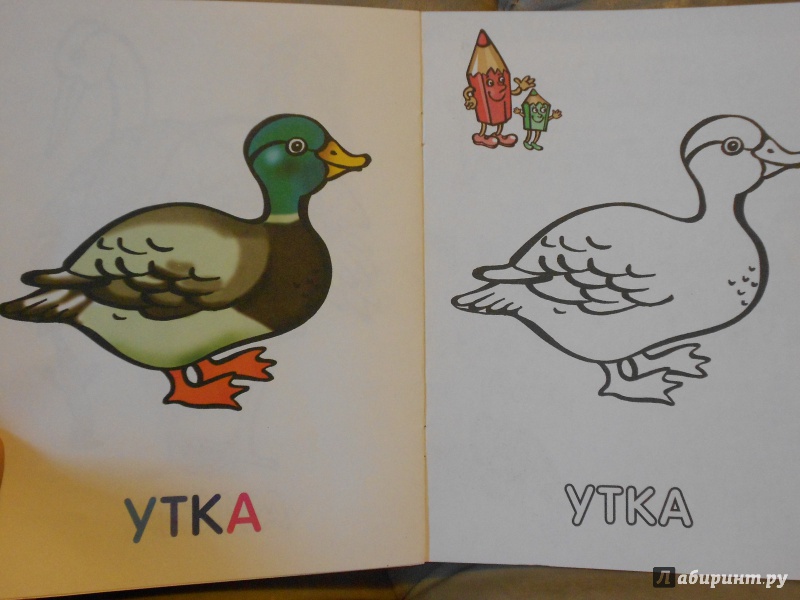 Иллюстрация 8 из 24 для Раскраска для малышей "Птицы" | Лабиринт - книги. Источник: Буссель  Надежда