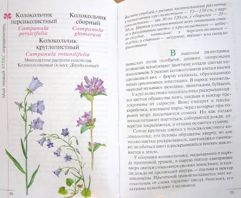 Иллюстрация 32 из 39 для Твой первый атлас-определитель. Растения - Козлова, Сивоглазов | Лабиринт - книги. Источник: Челла