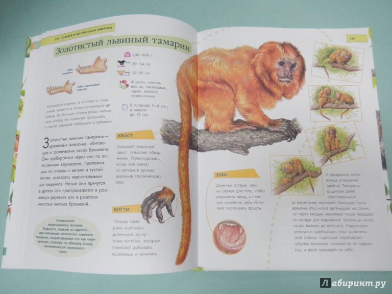 Иллюстрация 11 из 11 для Животные. Удивительная книга для детей от 2 лет - Paula Hammond | Лабиринт - книги. Источник: dbyyb