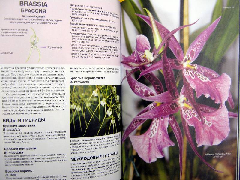 Иллюстрация 29 из 30 для Все об орхидеях - Дэвид Хессайон | Лабиринт - книги. Источник: Спанч Боб
