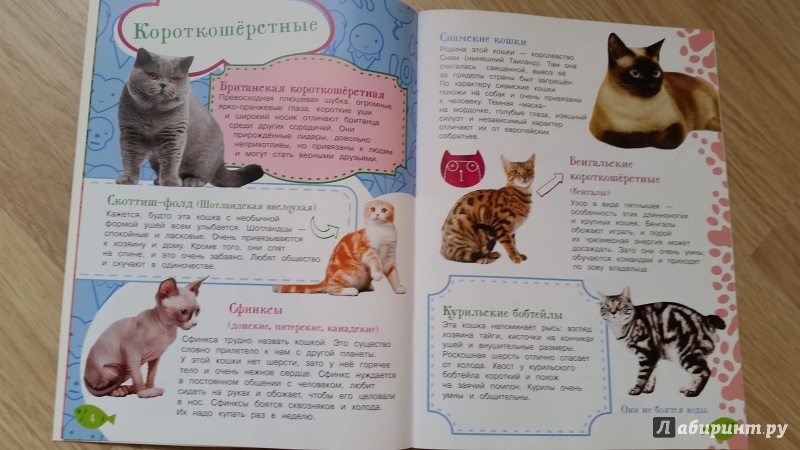 Иллюстрация 4 из 6 для Как воспитать котёнка | Лабиринт - книги. Источник: Плоникова  Светлана