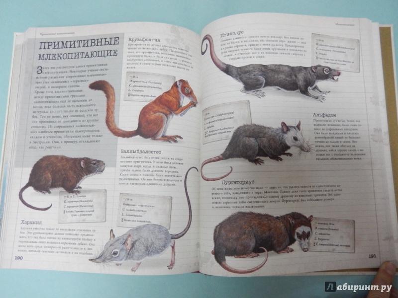 Иллюстрация 9 из 21 для Динозавры и другие доисторические животные. Детская энциклопедия | Лабиринт - книги. Источник: dbyyb