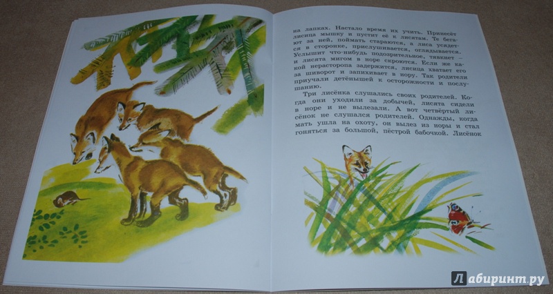 Иллюстрация 8 из 34 для Как лиса в лесу живёт - Вера Чаплина | Лабиринт - книги. Источник: Книжный кот