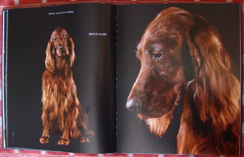 Иллюстрация 35 из 37 для Жизнь собак - Громис ди Трана Катерина | Лабиринт - книги. Источник: ЛиС-а