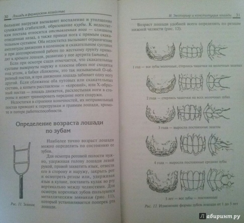Иллюстрация 11 из 16 для Лошадь в фермерском хозяйстве - Мирось, Ткачева | Лабиринт - книги. Источник: SiB