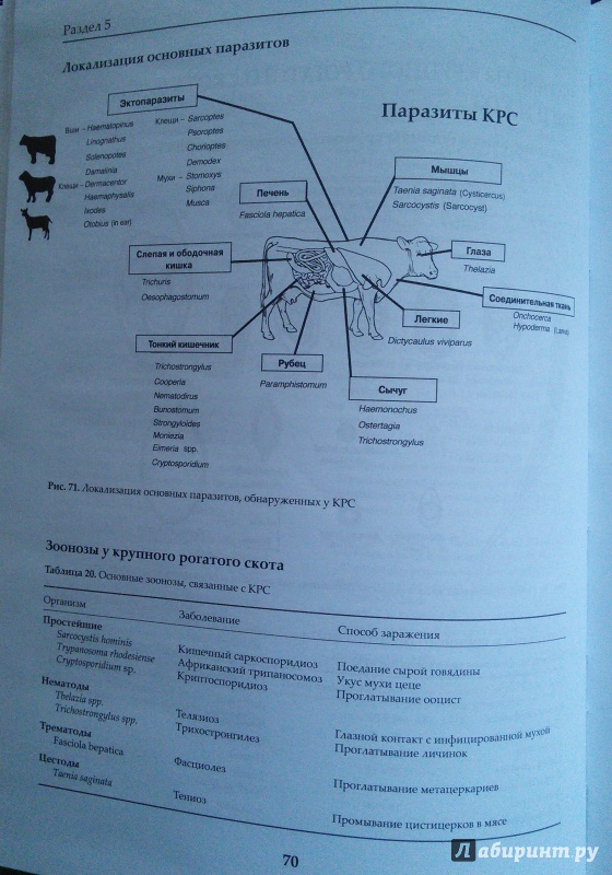 Иллюстрация 11 из 16 для Ветеринарная паразитология. Справочное руководство - Уильям Форейт | Лабиринт - книги. Источник: Like The Wind