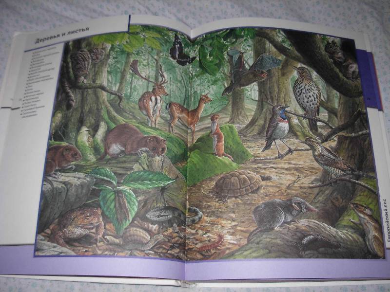 Иллюстрация 7 из 22 для Всемирная энциклопедия животных | Лабиринт - книги. Источник: --- Гера ---