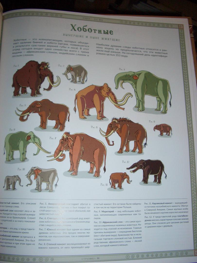 Иллюстрация 16 из 112 для Атлас исчезнувших животных - Гладыш, Вайс, Лячек | Лабиринт - книги. Источник: aliceinw