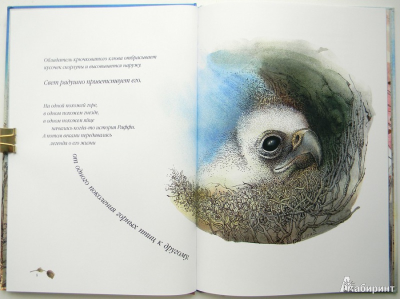 Иллюстрация 11 из 39 для Раффи, белоснежный орёл - Рэйнвиль, Джеминиани | Лабиринт - книги. Источник: Раскова  Юлия