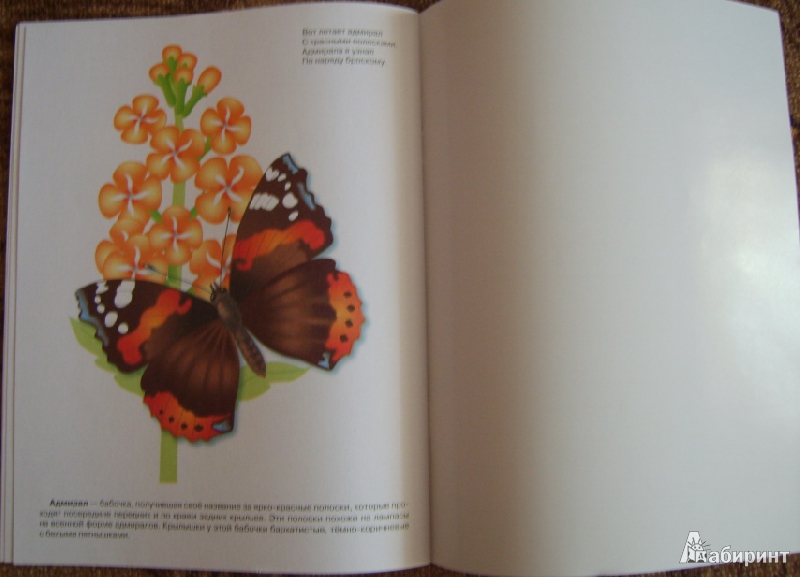 Иллюстрация 8 из 8 для Дидактический материал "Мир вокруг нас". "Бабочки" - Т. Куликовская | Лабиринт - книги. Источник: Tatka