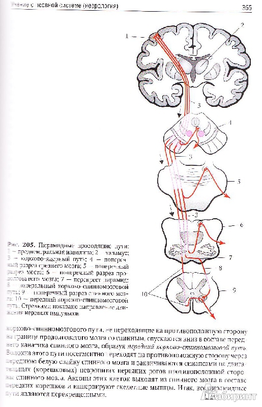 Иллюстрация 8 из 9 для Анатомия человека. Учебник для педагогических вузов - Брыксина, Сапин, Чава | Лабиринт - книги. Источник: Юляша