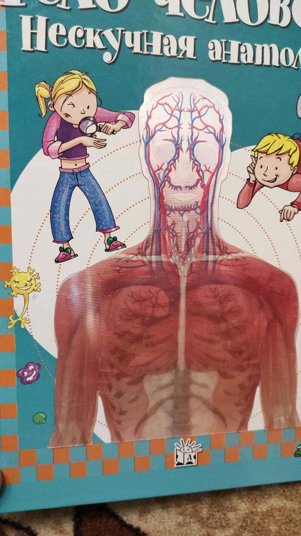Иллюстрация 76 из 81 для Тело человека. Нескучная анатомия - Алехо Родригес-Вида | Лабиринт - книги. Источник: Marble nymph