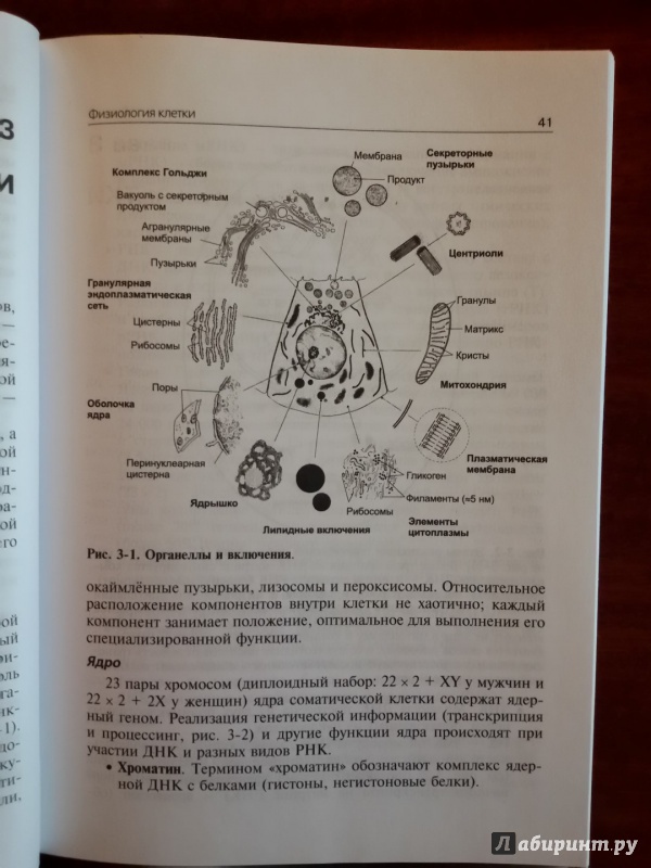 Иллюстрация 32 из 52 для Нормальная физиология. Учебник (+CD) - Ратмир Орлов | Лабиринт - книги. Источник: olegiv