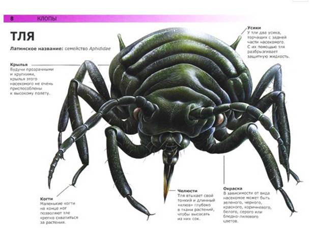 Иллюстрация 13 из 36 для Жуки и другие монстры мира насекомых - Сюзан Барраклаух | Лабиринт - книги. Источник: Золотая рыбка