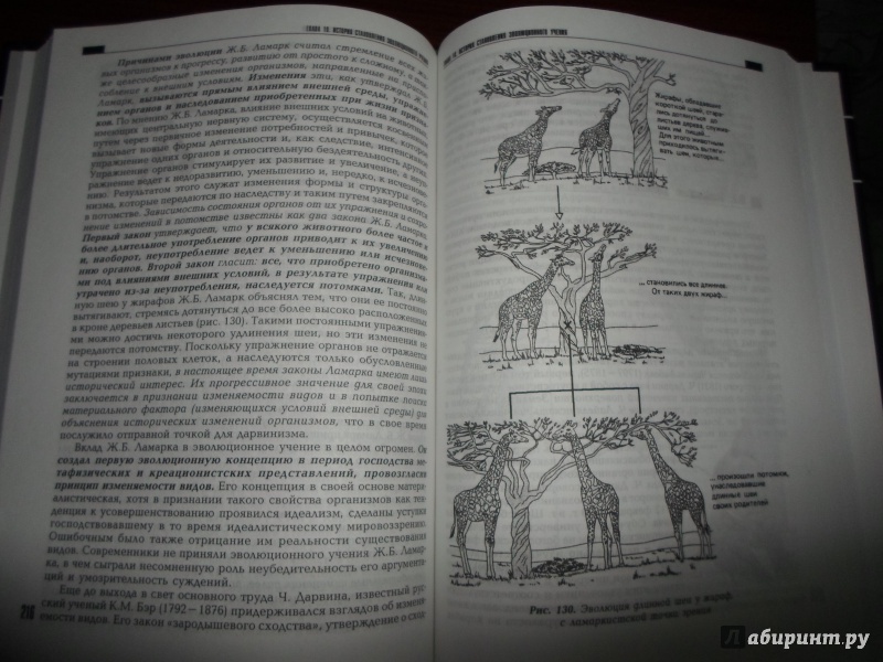 Иллюстрация 35 из 51 для Общая биология. Учебник - Виталий Сыч | Лабиринт - книги. Источник: Доктор Сон