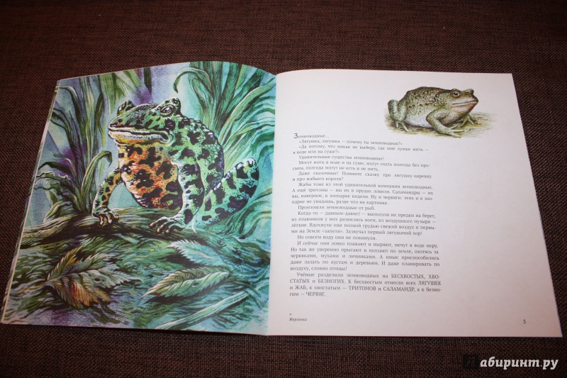 Иллюстрация 10 из 74 для Земноводные - Николай Сладков | Лабиринт - книги. Источник: Bradbury