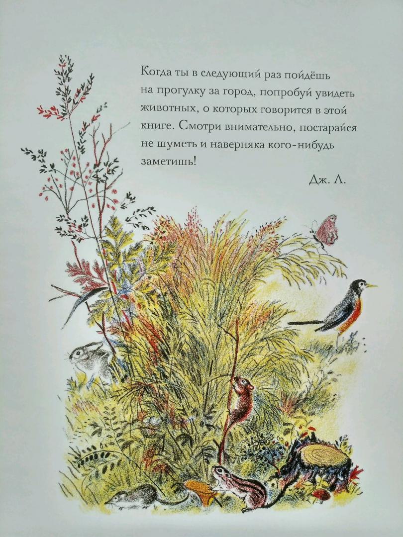 Иллюстрация 47 из 56 для Луговая считалочка - Джон Лангстафф | Лабиринт - книги. Источник: Elena