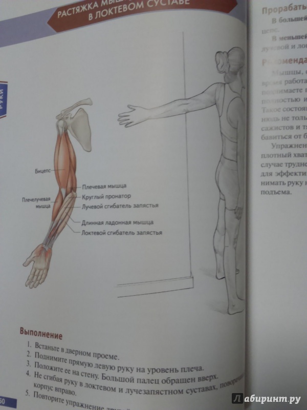 Иллюстрация 36 из 73 для Анатомия упражнений на растяжку - Нельсон, Кокконен | Лабиринт - книги. Источник: Салус