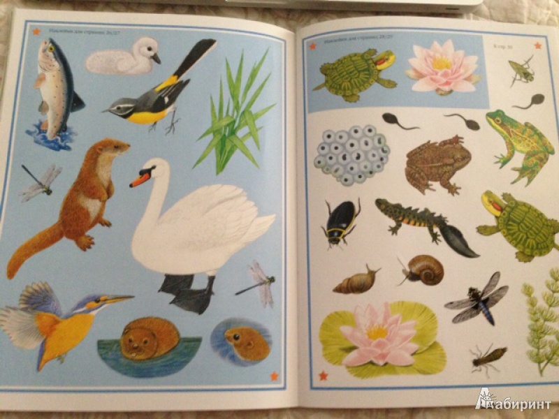 Иллюстрация 25 из 32 для Чудо-наклейки. Мир природы | Лабиринт - книги. Источник: петра