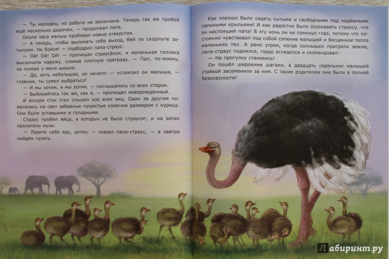Иллюстрация 28 из 31 для Заботы страуса - Лариса Тарасенко | Лабиринт - книги. Источник: По страницам детских книг