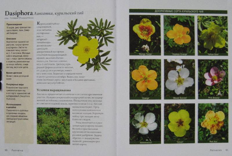 Иллюстрация 23 из 33 для Современное декоративное садоводство. Деревья и кустарники (+CD) | Лабиринт - книги. Источник: Флоренция