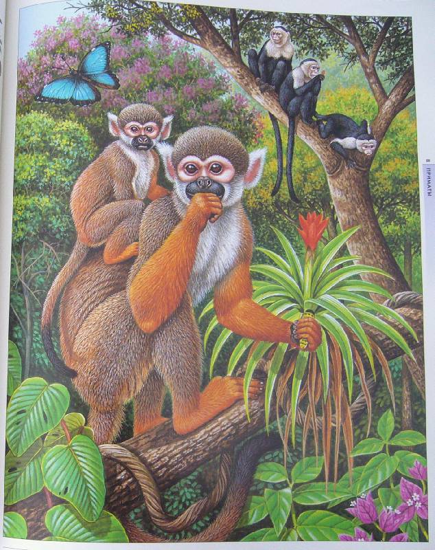Иллюстрация 18 из 20 для Жизнь животных в ярких картинках и интересных фактах - Джойс Поуп | Лабиринт - книги. Источник: Челла