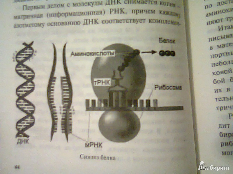 Иллюстрация 3 из 8 для Удивительная генетика - Вадим Левитин | Лабиринт - книги. Источник: Сабиров  Артур Хамидович