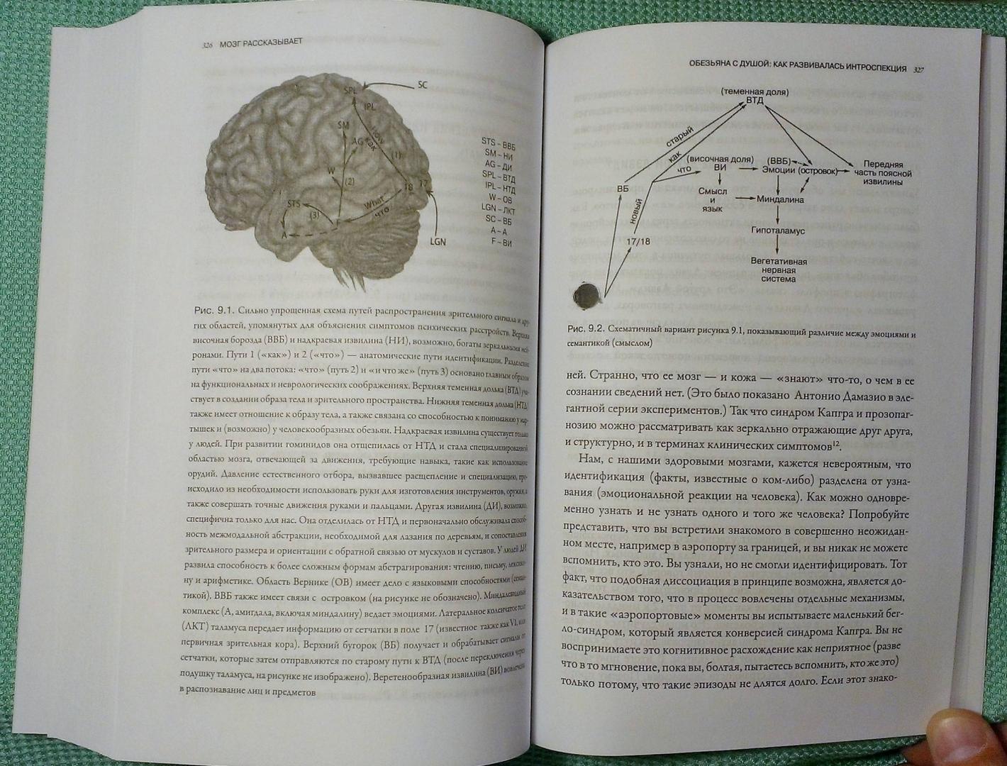Иллюстрация 35 из 36 для Мозг рассказывает. Что делает нас людьми - Вилейанур Рамачандран | Лабиринт - книги. Источник: Пушмин Павел